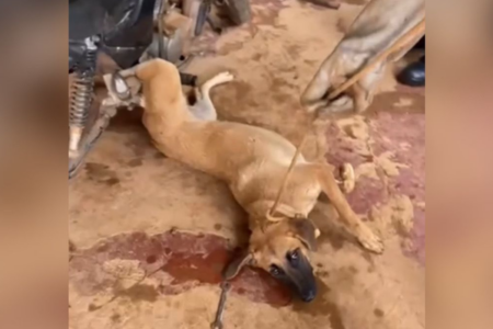 Cachorro foi resgatado pelos bombeiros (Foto: Reprodução)