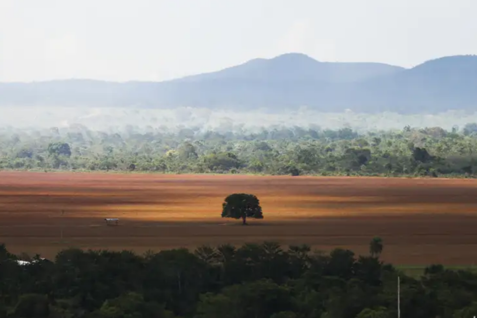 cerrado goias