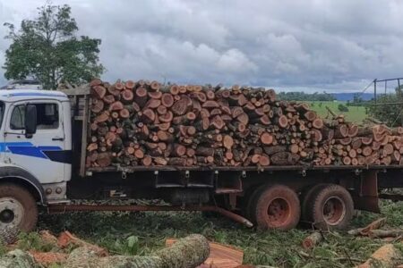 Polícia apreende carregamento de madeira extraída ilegalmente em Santa Rosa de Goiás oito pessoas foram conduzidas à Delegacia