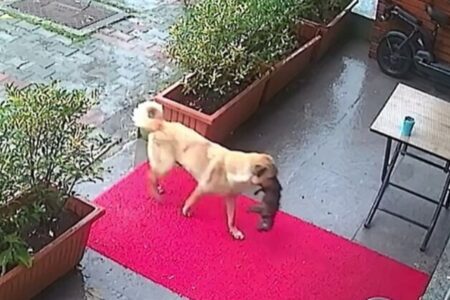 Cadela carrega filhote com hipotermia até veterinário; vídeo História da "cadela "mamãe caramelo" é marcada por desafios; confira