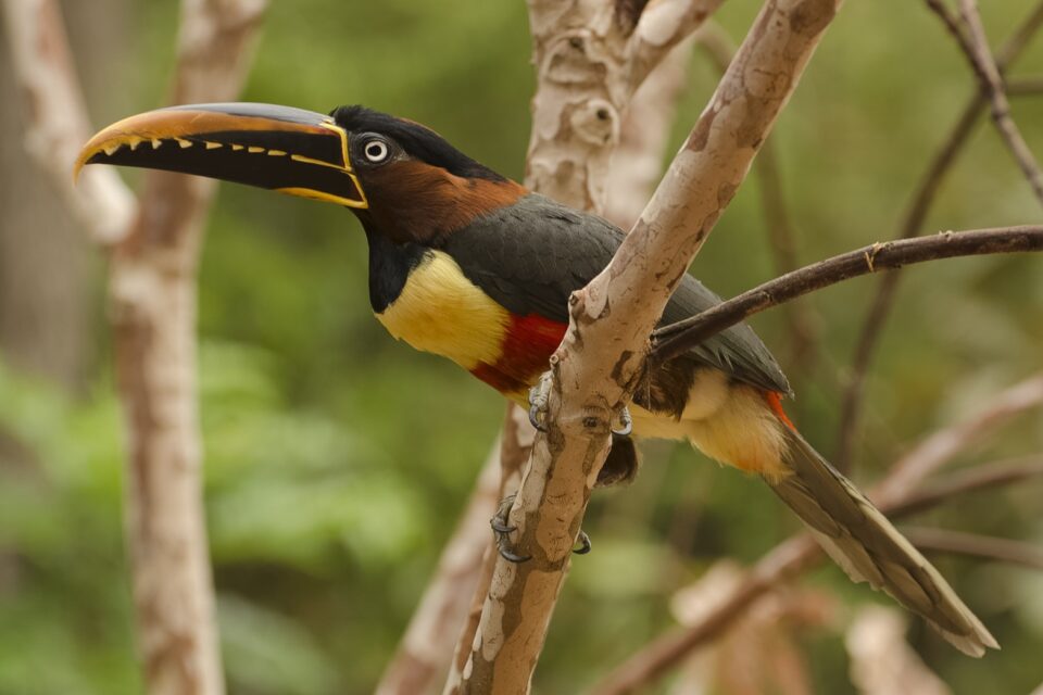 Ave difícil de ser vista apareceu nas proximidades do Anashopping Tucano "diferentão" é filmado em Anápolis; conheça o Araçari