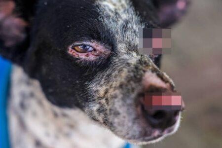 Cão ferido em queda de avião de goianos em Ubatuba mobiliza moradores Vira-lata teve olhos e focinho queimados