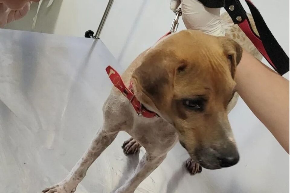 doguinho