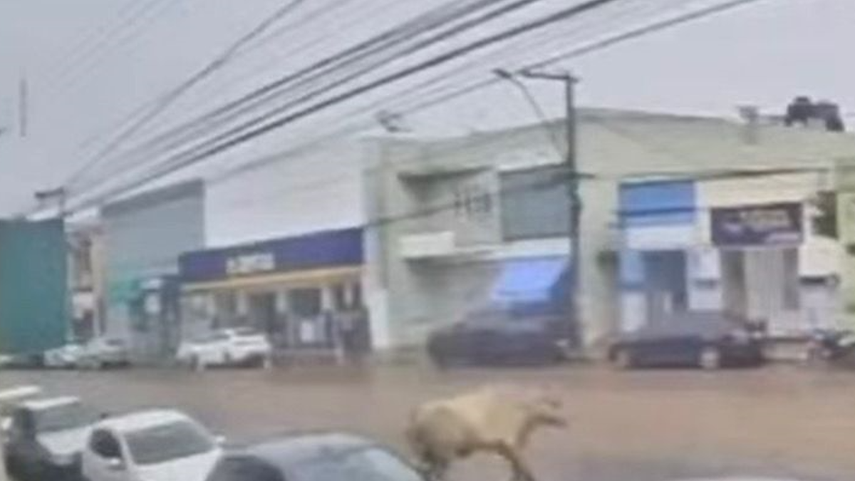Boi cai de caminhão, tenta invadir loja e assusta comerciantes em Candeias (Foto: Reprodução)
