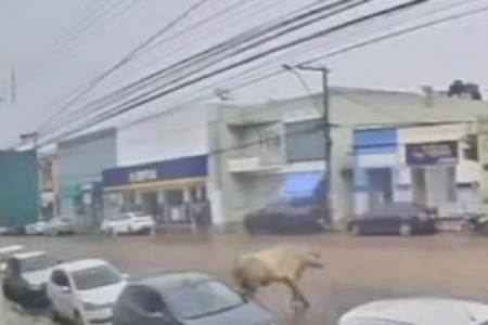 Boi cai de caminhão, tenta invadir loja e assusta comerciantes em Candeias (Foto: Reprodução)