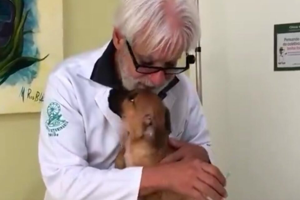 Vídeo de médico vacinando cachorro : veterinária por amor Post já acumula mais de 116 mil curtidas e ultrapassou 2 milhões de visualizações
