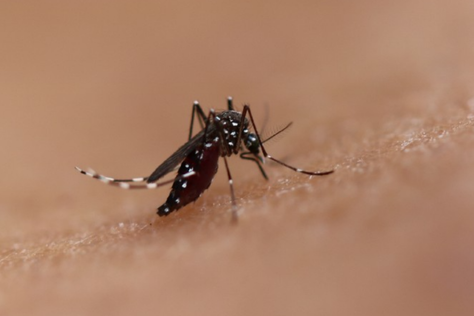 Imagem do mosquito Aedes aegypti visto de perto