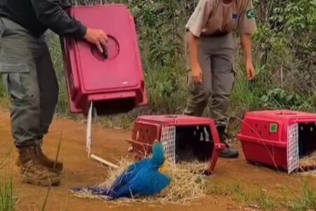 Araras reabilitadas são devolvidas à natureza no DF; vídeo 31 animais foram devolvidos à natureza nessa primeira soltura de 2025 no DF