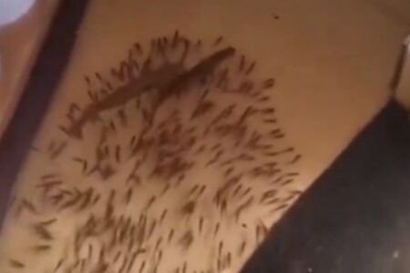 Casal de peixes com filhotes "invade" casa após forte chuva no Mato Grosso; vídeo Caso ocorreu no último domingo (19) em Cocalinho