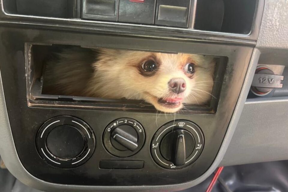 Cachorro fica preso em painel de carro e imagem impressiona, em Luziânia, Goiás
