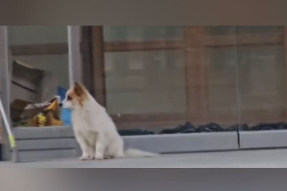 Cachorro foi visto nas ruas da Coreia do Sul à espera da família, morta em acidente de avião (Foto: Reprodução)
