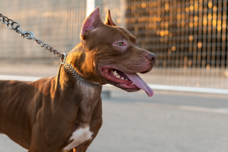 Cachorro da raça pit bull (Foto: Reprodução/Freepik)