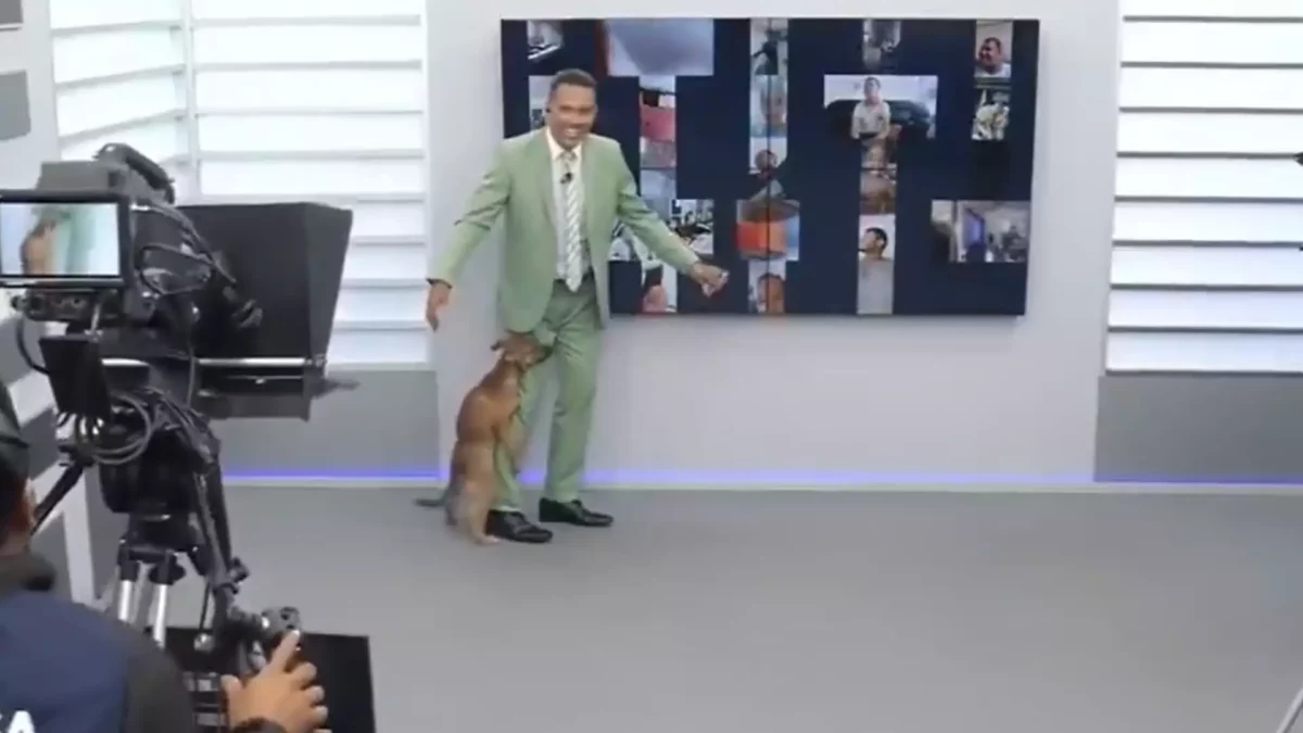 Cachorro caramelo invade jornal começa a ‘cruzar’ com a perna do apresentador