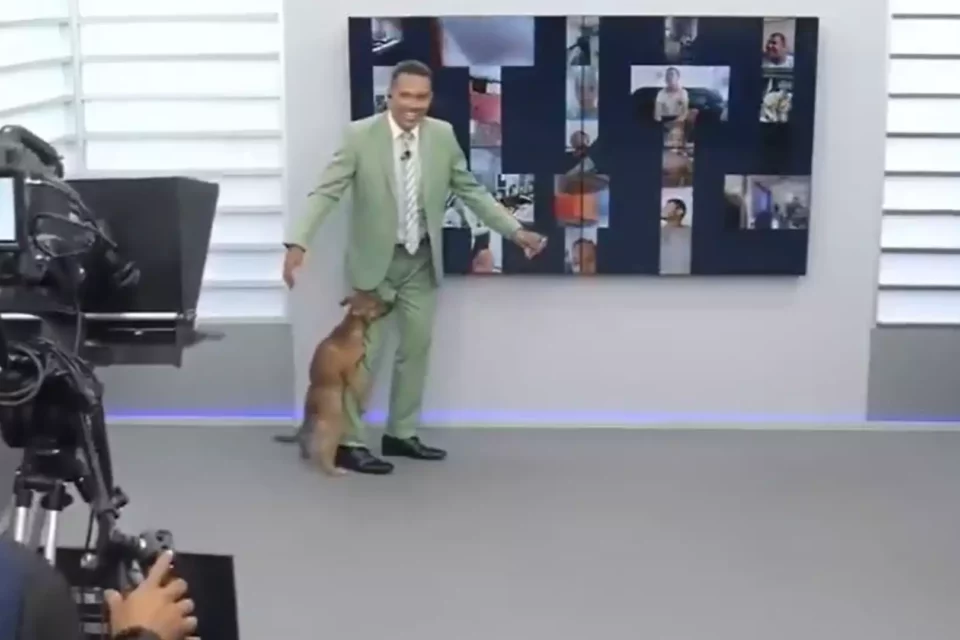 Cachorro caramelo invade jornal começa a ‘cruzar’ com a perna do apresentador