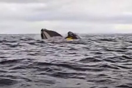 Baleia “engole“ homem no Chile; assista ao vídeo Pai do jovem estava próximo e gravou o momento impressionante