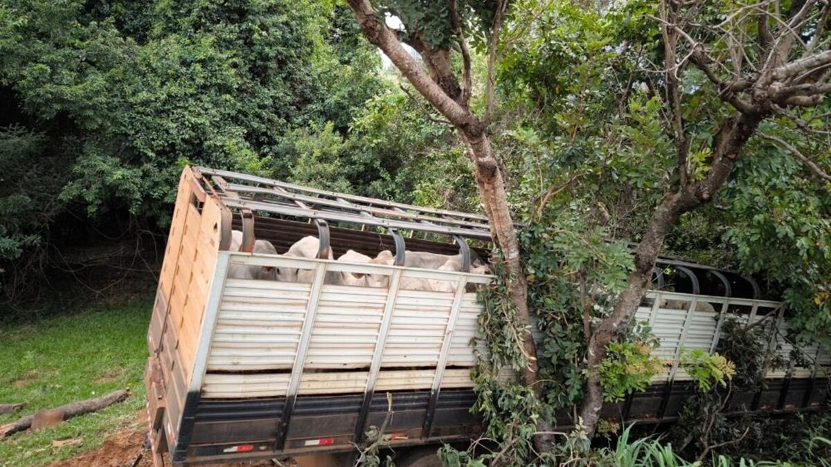 Acidente com caminhão carregado de bovinos e carro tem três mortos em Bela Vista de Goiás