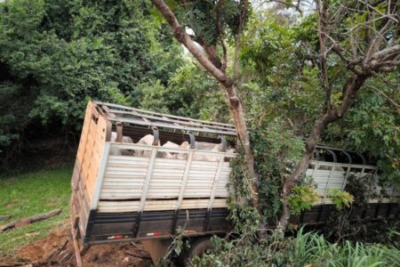 Acidente com caminhão carregado de bovinos e carro tem três mortos em Bela Vista de Goiás