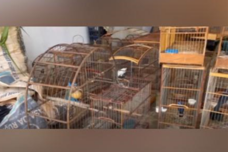 Aves de espécies silvestres confinadas em gaiolas (Foto: Reprodução)