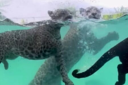 Cardume de onças-pintadas em Goiás impressiona em vídeo embaixo d'água Gravação foi feita no Instituto Onça-Pintada, em Mineiros