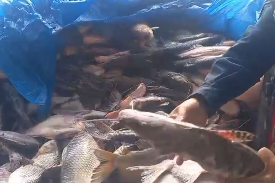 Imagem colorida mostra uma carga com diversos peixes que foi apreendida em Goiás.