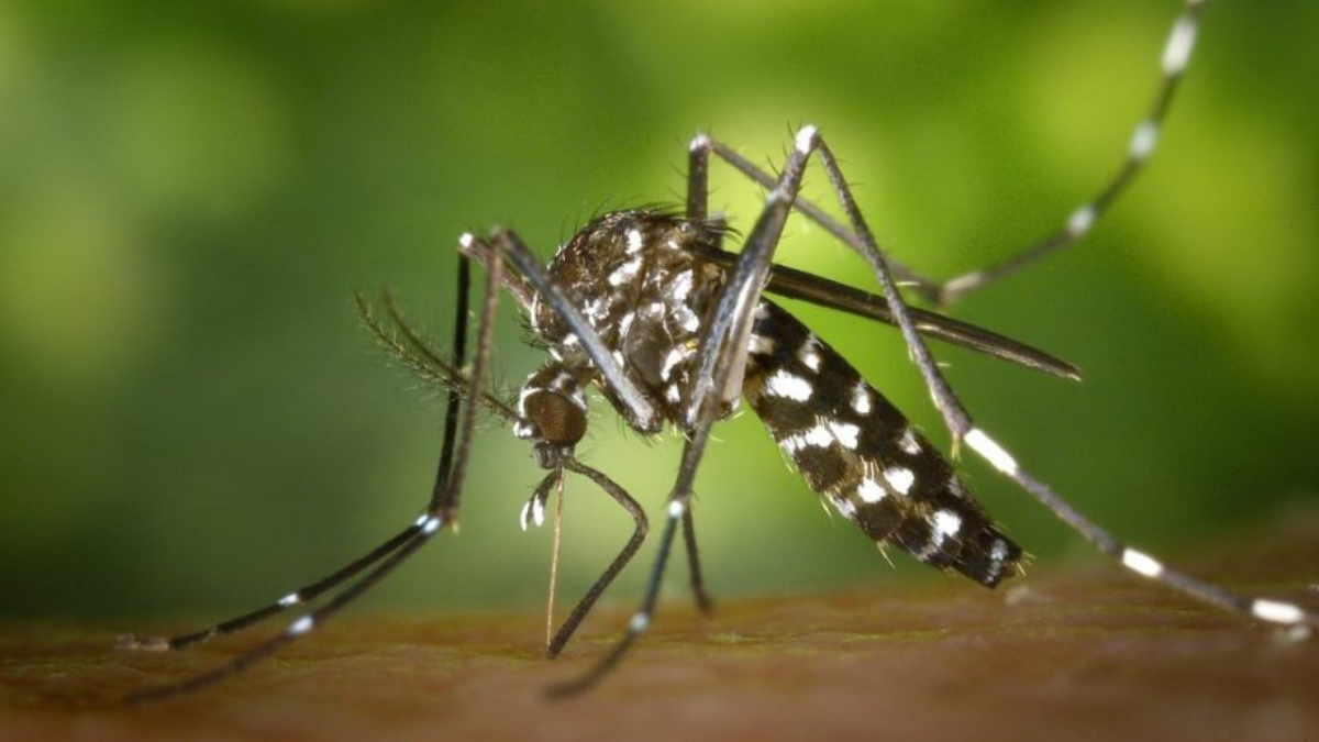 Imagem colorida e amplificada mostra um mosquito transmissor da dengue e doutras doenças.
