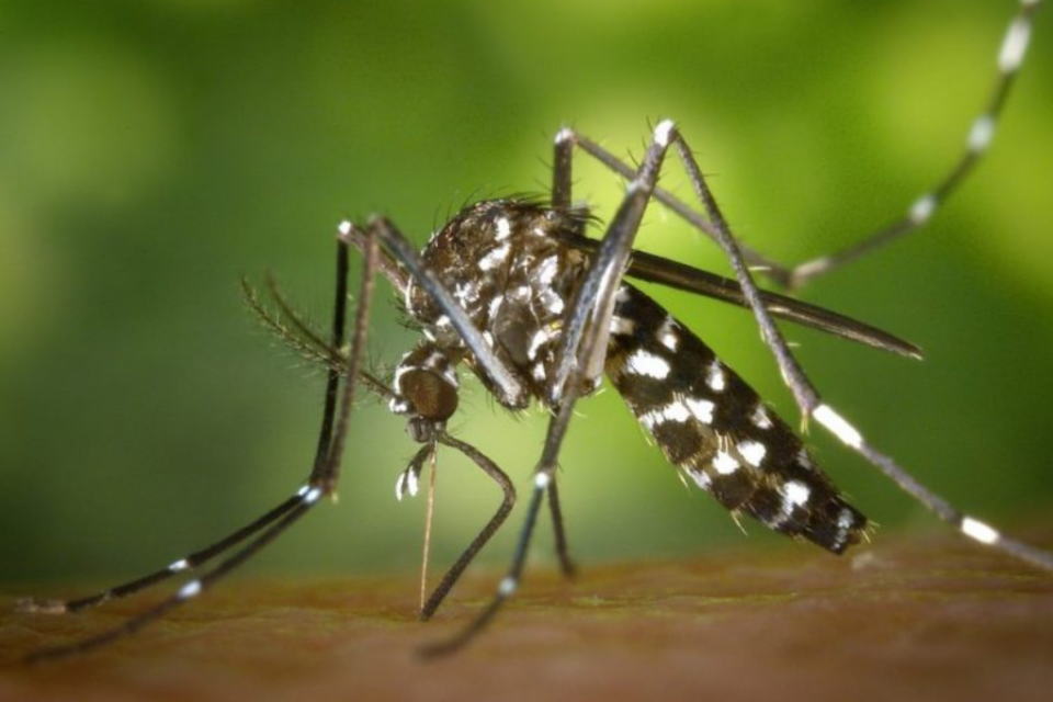 Imagem colorida e amplificada mostra um mosquito transmissor da dengue e doutras doenças.