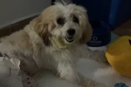 Cão processa prefeitura após decisão do TJPB reconhecer animal como autor da ação judicial