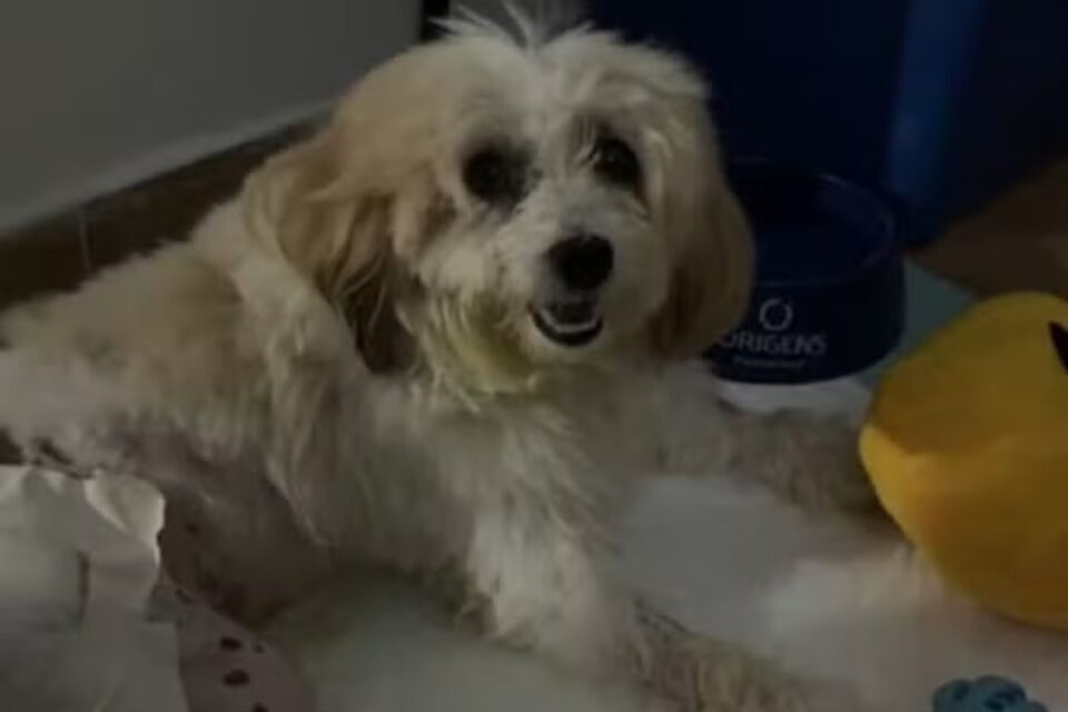 Cão processa prefeitura após decisão do TJPB reconhecer animal como autor da ação judicial