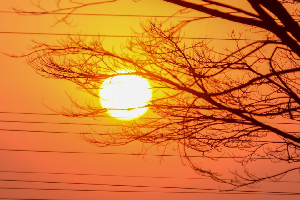 Imagem colorida mostra o sol raiando atrás de galhos de árvore.