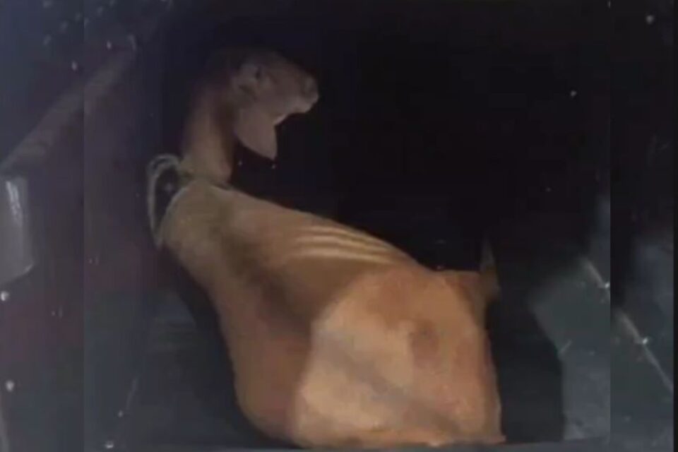 Suspeito de roubar e transportar bode em porta-malas são presos em Pires do Rio
