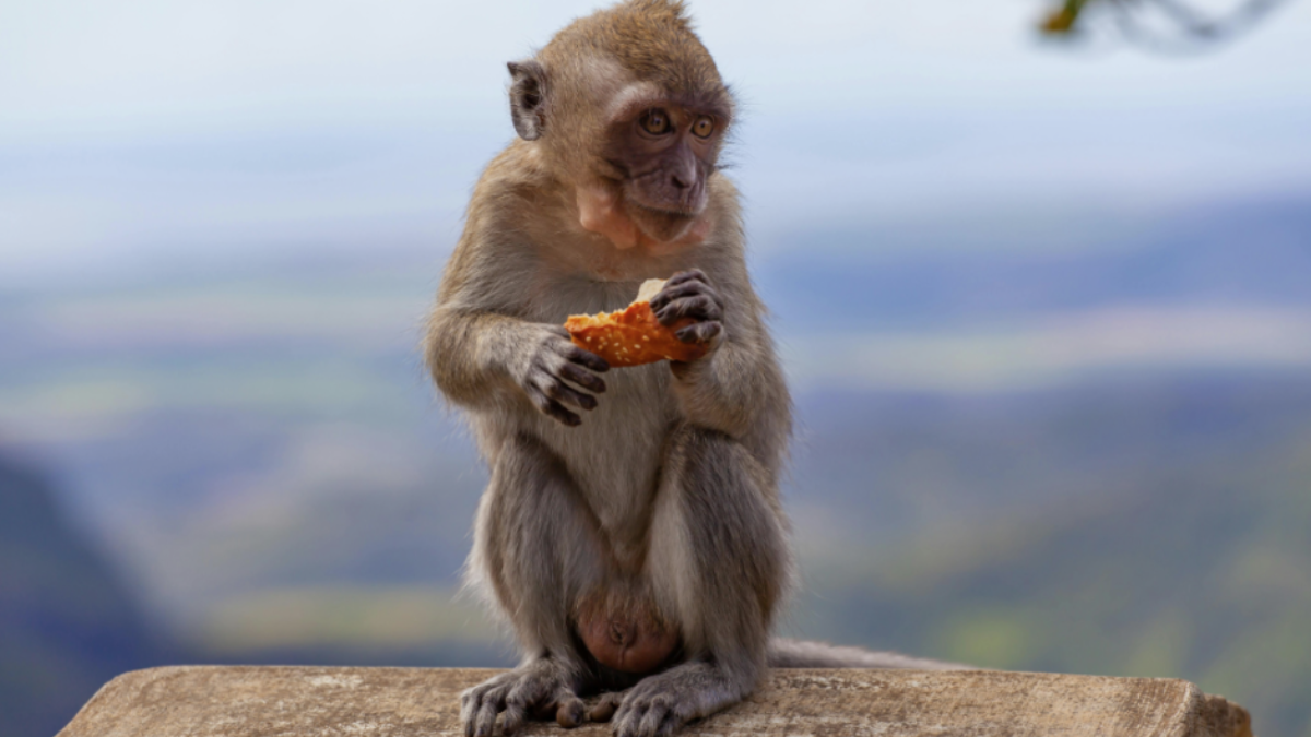Macacos usam lascas de pedras para quebrar sementes (Foto: Pexels)