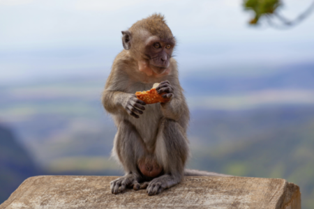 Macacos usam lascas de pedras para quebrar sementes (Foto: Pexels)