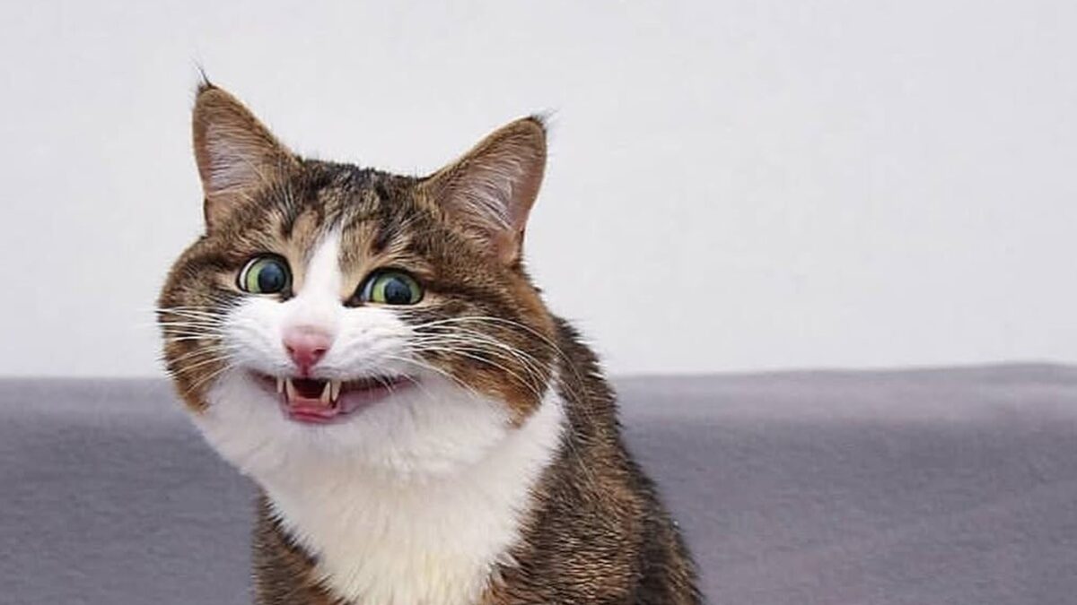 O gato Rexie ganhou fama de 'gato mais expressivo do mundo'