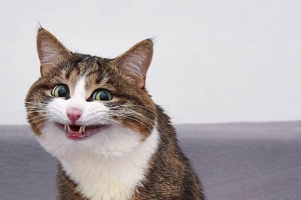 O gato Rexie ganhou fama de 'gato mais expressivo do mundo'