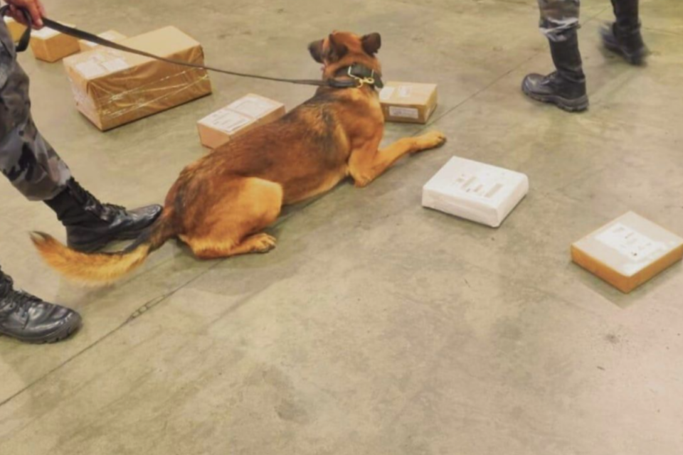 Cachorro Aquiles, que se aposentou da Polícia Militar (Foto: Reprodução)