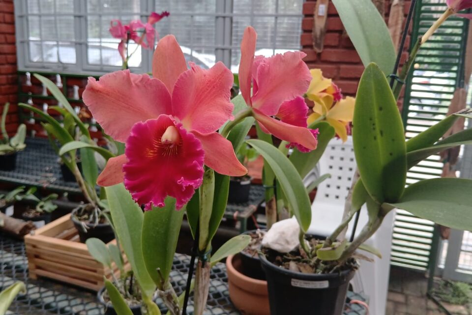 Curso será no Orquidário Orlando Arruda das 14h às 16h Bosque dos Buritis recebe curso gratuito de cultivo de orquídeas neste sábado (15)