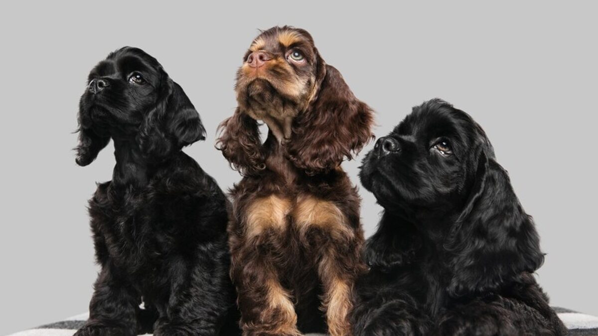 Mediação de divórcio garante guarda de cães em Goiânia