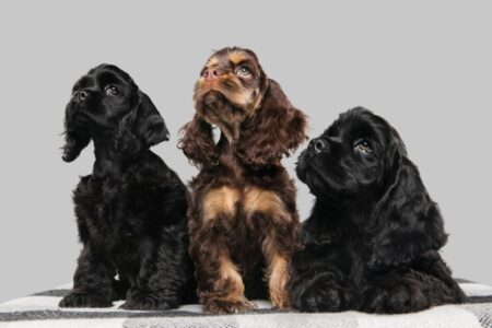 Mediação de divórcio garante guarda de cães em Goiânia