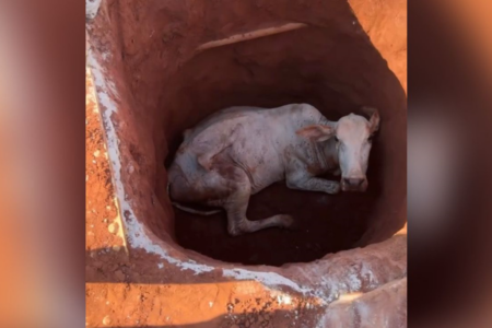 A vaca foi resgatada pelo Corpo de Bombeiros (Foto: Reprodução)