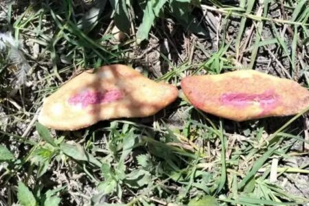 prefeitura da cidade de El Boja, em Chiapas México Três crianças morrem após comer pão envenenado que era destinado a cães de rua