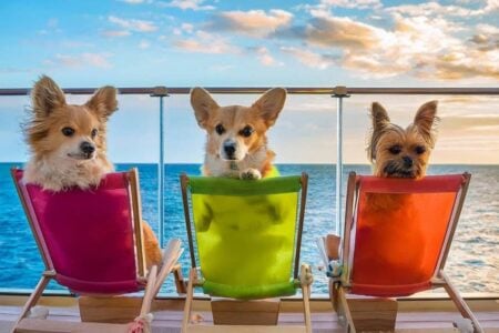 Cruzeiro para cachorros navegará pelo Caribe em novembro; veja como será