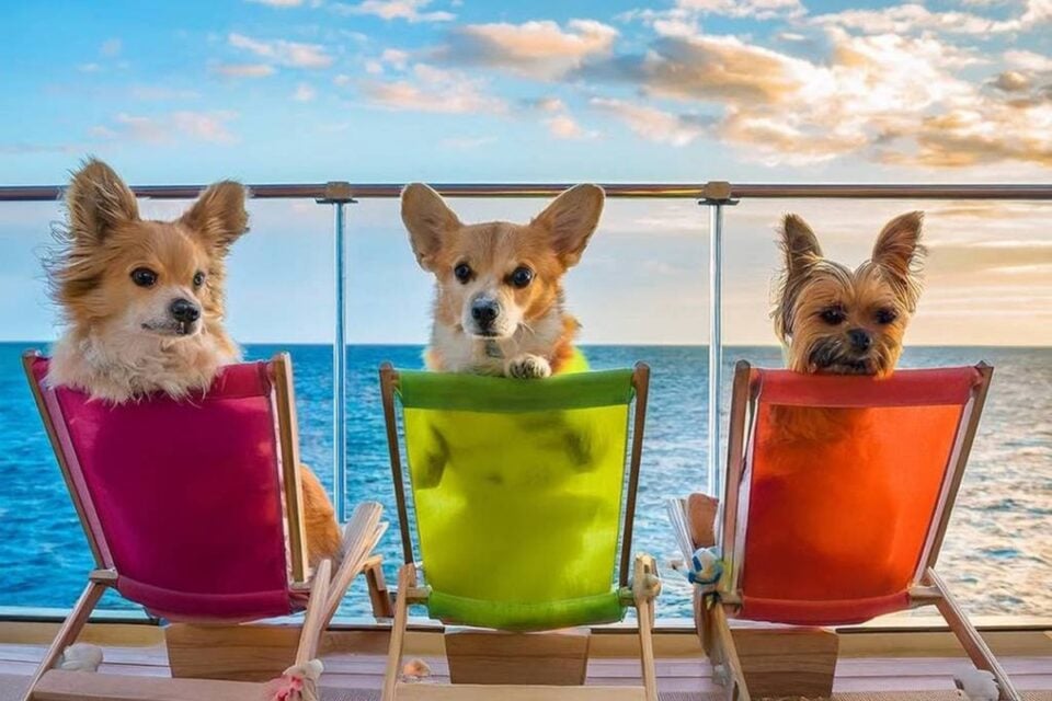 Cruzeiro para cachorros navegará pelo Caribe em novembro; veja como será