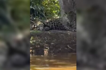 'Oi, linda': Leonardo encontra onça-pintada durante pescaria no Pantanal