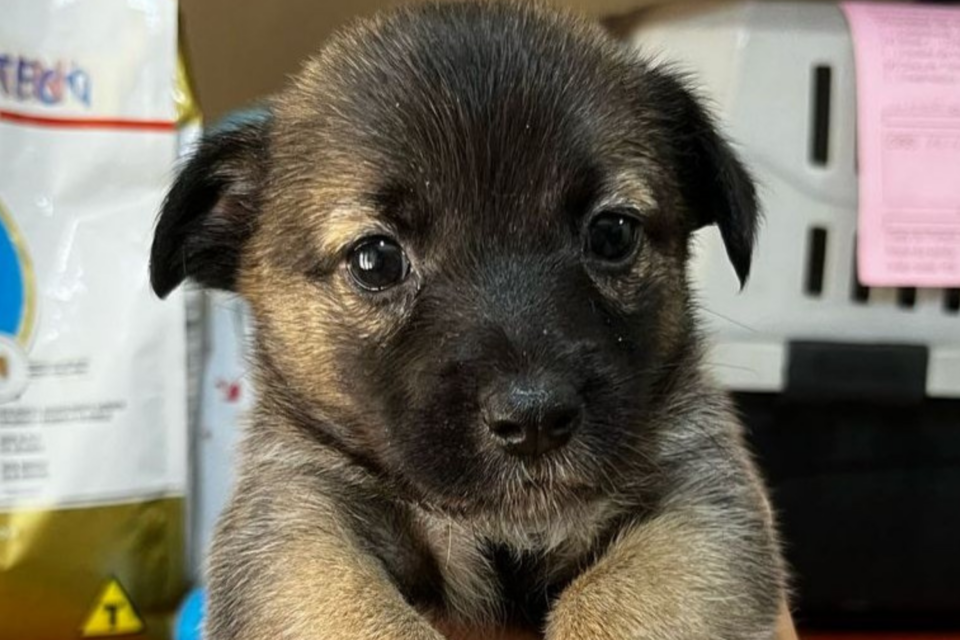 Evento de adoção de animais acontece neste sábado em Goiânia