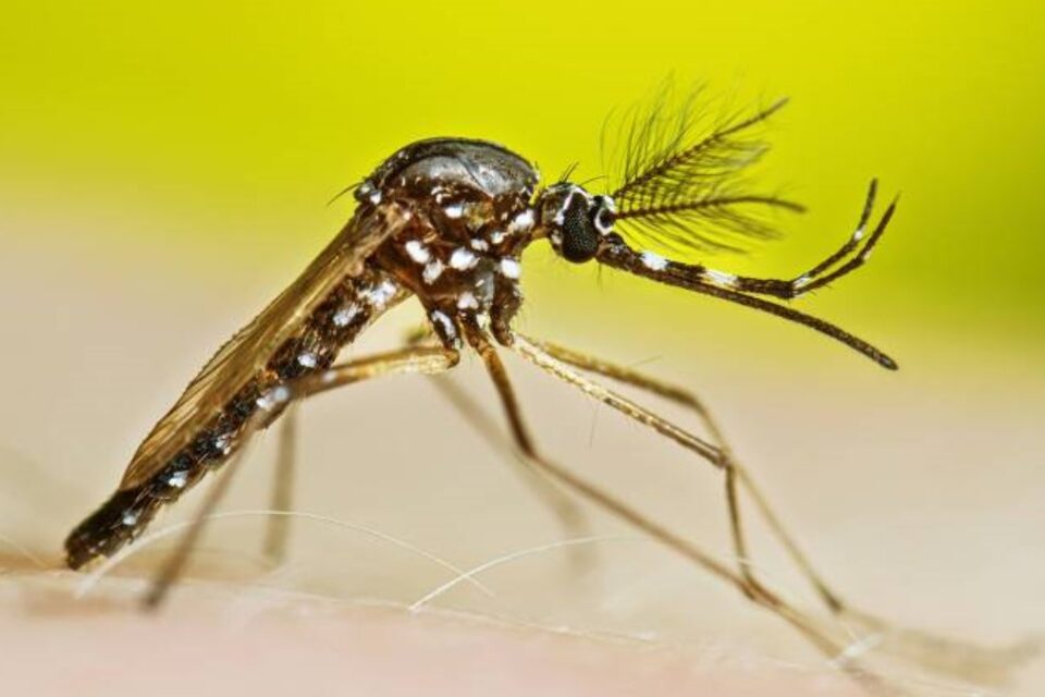Estado de SP deve anunciar emergência por dengue nesta quarta (19)
