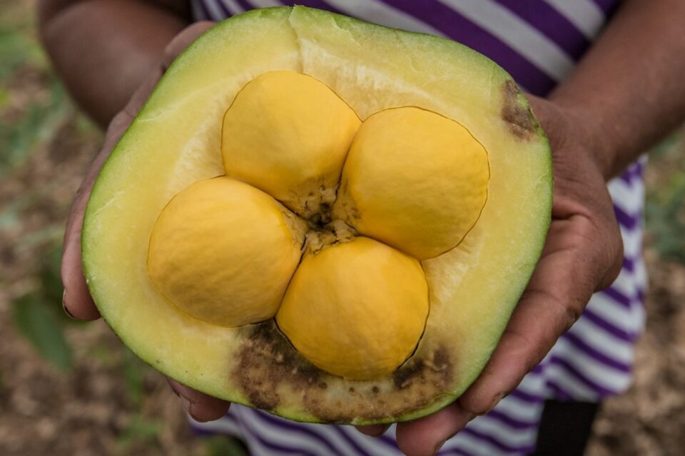 Pequi, presente em projetos de sociobiodiversidade (Foto: Pixabay)