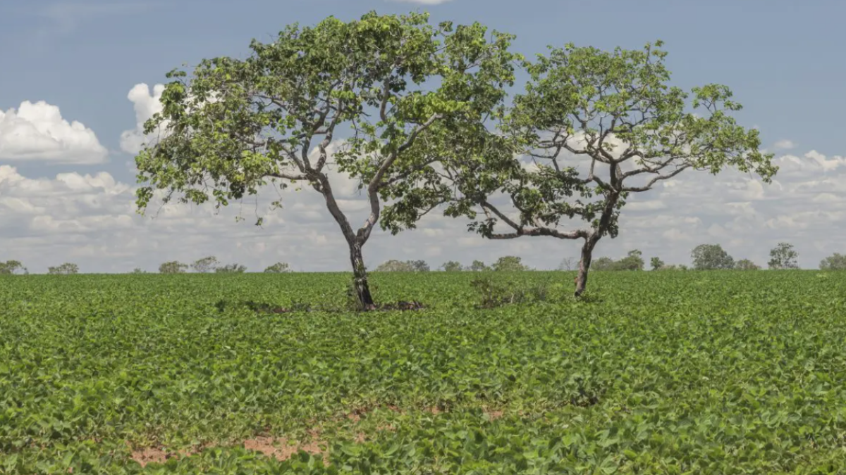 Programa 'Cerrado em Pé' incentiva produtores a preservar vegetação nativa (Foto: Divulgação)