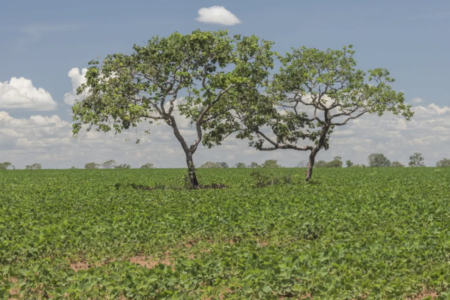Programa 'Cerrado em Pé' incentiva produtores a preservar vegetação nativa (Foto: Divulgação)