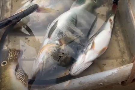 PM relatava que havia peixes de diversas espécies e tamanhos (Foto: Reprodução)