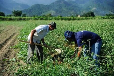 Agro critica planejamento fiscal do governo após suspensão no Plano Safra